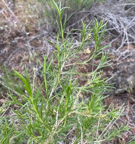 Aciurina idahoensis