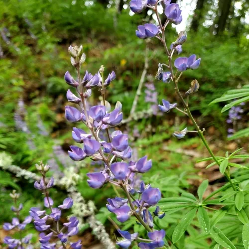 Longspur Lupine