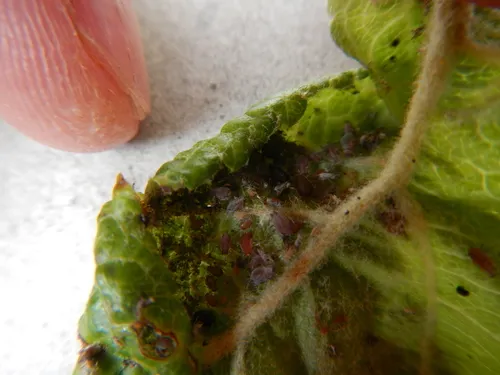 Rosy Apple Aphid