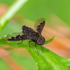 Hemipenthes webberi thumbnail 2