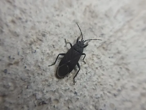 Charcoal Seed Bug