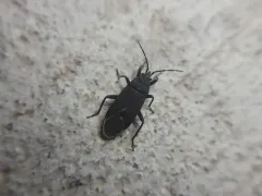 Charcoal Seed Bug thumbnail 1