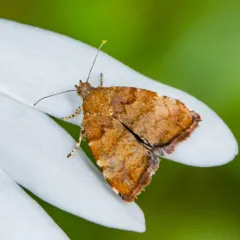 Apple Leaf Skeletonizer Moth thumbnail 3