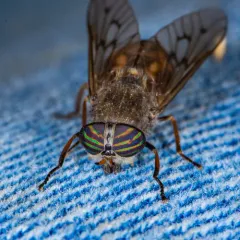 Orange-sided Horse Fly thumbnail 2