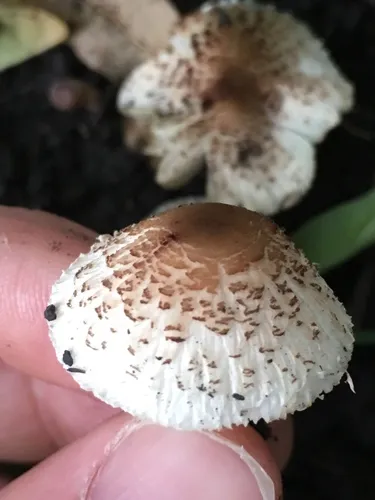 Lepiota lilacea