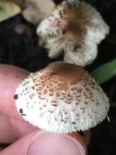 Lepiota lilacea thumbnail 1