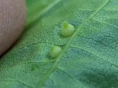 Caryomyia inanis thumbnail 2