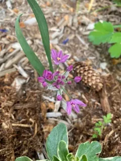 Ornamental Onion thumbnail 1