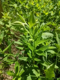Virginia marbleseed thumbnail 4