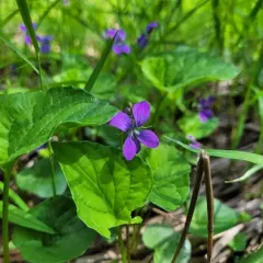 marsh blue violet thumbnail 2
