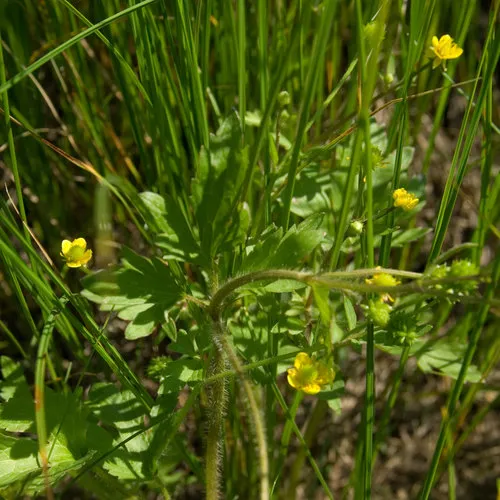 macoun's buttercup