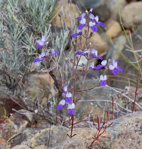 narrowleaf blue-eyed Mary