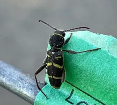 Clytus marginicollis thumbnail 4