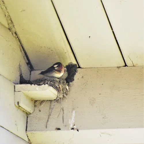 Cliff Swallow