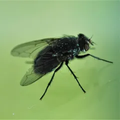 Blue Blowfly thumbnail 3