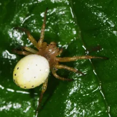 Six-spotted Orbweaver thumbnail 4
