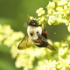 Brown-belted Bumble Bee thumbnail 5