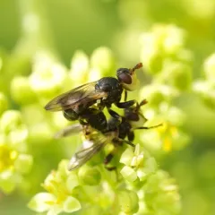 Myopa virginica thumbnail 3
