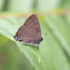Banded Hairstreak thumbnail 4