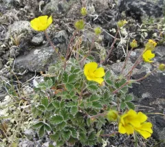 Snow Cinquefoil thumbnail 2
