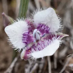 cat's ear thumbnail 4