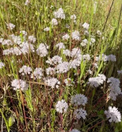 narrowleaf onion thumbnail 2