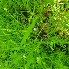 long-leaved starwort thumbnail 4