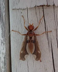 Waved Light Fly thumbnail 2