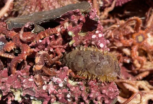 Eunoe nodosa