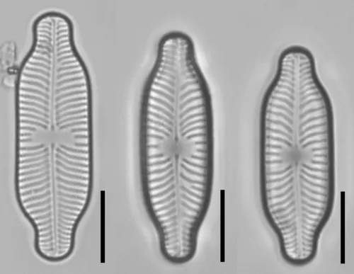 Placoneis paraelginensis
