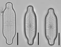 Placoneis paraelginensis thumbnail 1