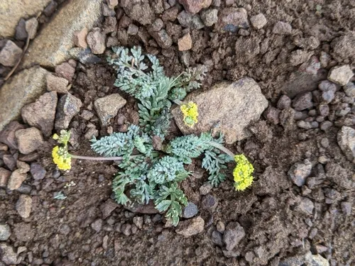 Watson's Desertparsley