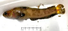 Fourline Snakeblenny thumbnail 2