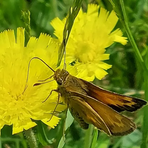 Indian Skipper