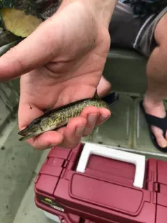 American Pickerel thumbnail 3
