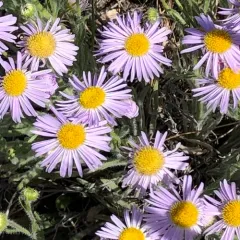 Shaggy Fleabane thumbnail 2