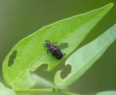 Orange-shouldered Leafminer thumbnail 2