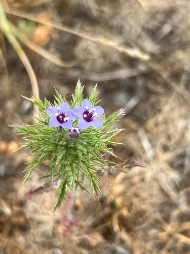 downy pincushionplant