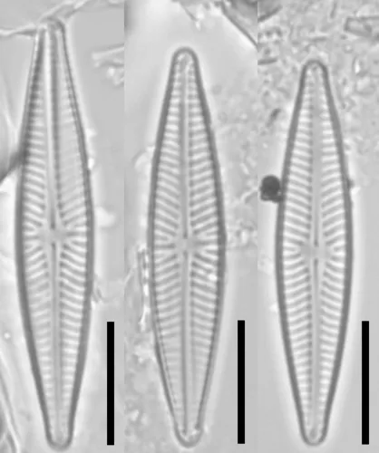 Navicula lundii
