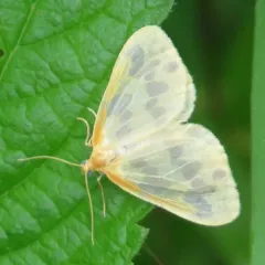 Beggar Moth thumbnail 2