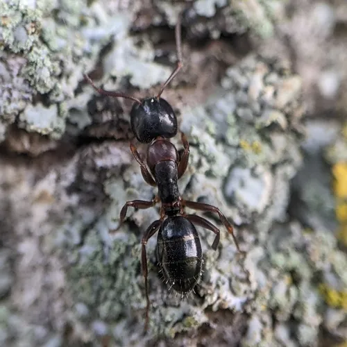 Nearctic Carpenter Ant
