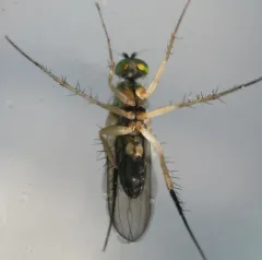Dolichopus contiguus thumbnail 2