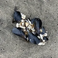 Northern Bay Mussel thumbnail 2