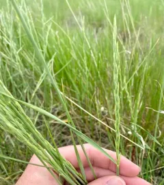 Intermediate Wheatgrass thumbnail 3