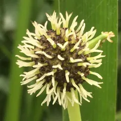 big bur-reed thumbnail 2