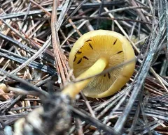 Gymnopus subsulphureus thumbnail 2