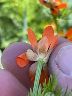 Summer Pheasant's-eye thumbnail 2