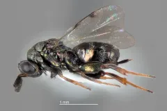 Monodontomerus thorpi thumbnail 2