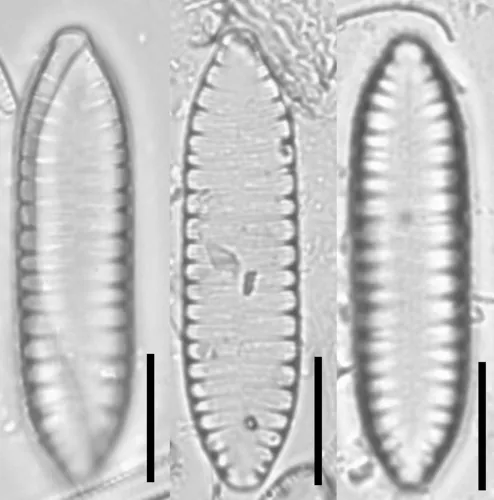 Surirella angusta