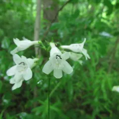 foxglove beardtongue thumbnail 1